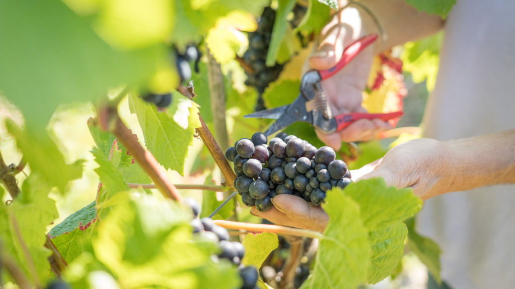 Alder Ridge Vineyard